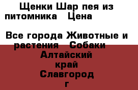 Щенки Шар пея из питомника › Цена ­ 25 000 - Все города Животные и растения » Собаки   . Алтайский край,Славгород г.